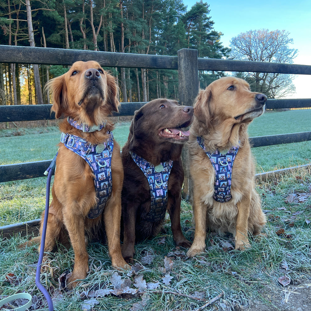 Disney© Tough Trails™ Harness -  Winnie + Friends
