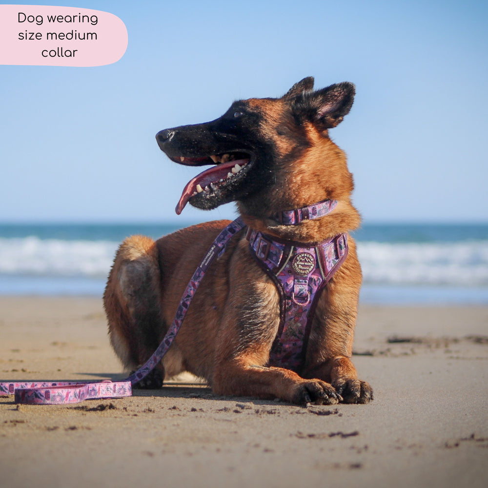 Collar - Roaming Wild