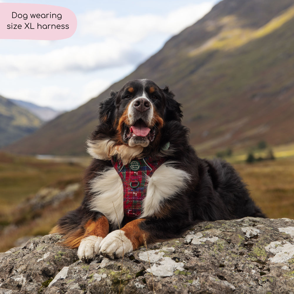 Tough Trails™ Harness - Yuletide Plaid