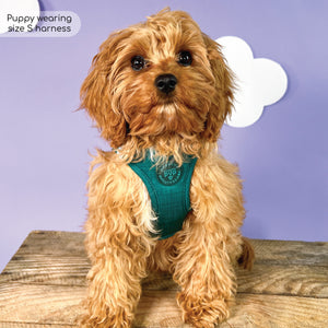 Pawsome Pup Harness - Emerald