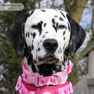 Collar - Walkies Ready® Raspberry Pink