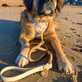 Disney© 4ft Rope Lead - Winnie The Pooh - Beige and Brown