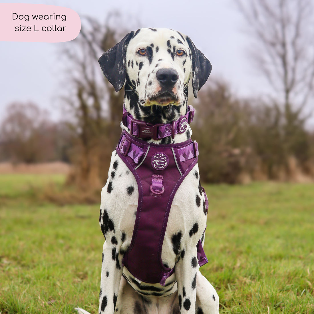 Collar – Walkies Ready® Plum