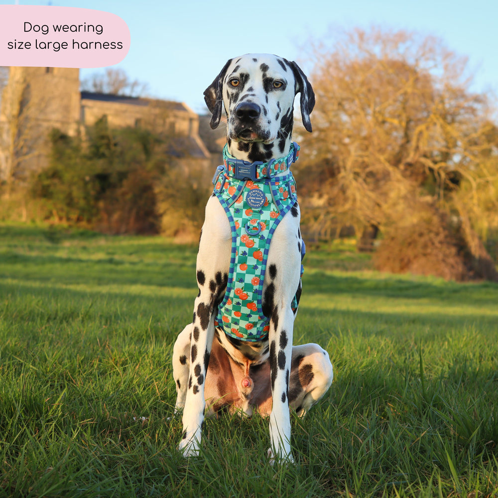 Tough Trails™ Harness -  Fruit Punch