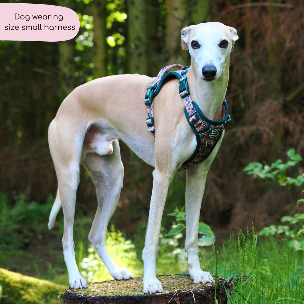 Tough Trails™ Harness -  Adventure Awaits