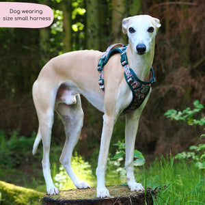 Tough Trails™ Harness -  Adventure Awaits