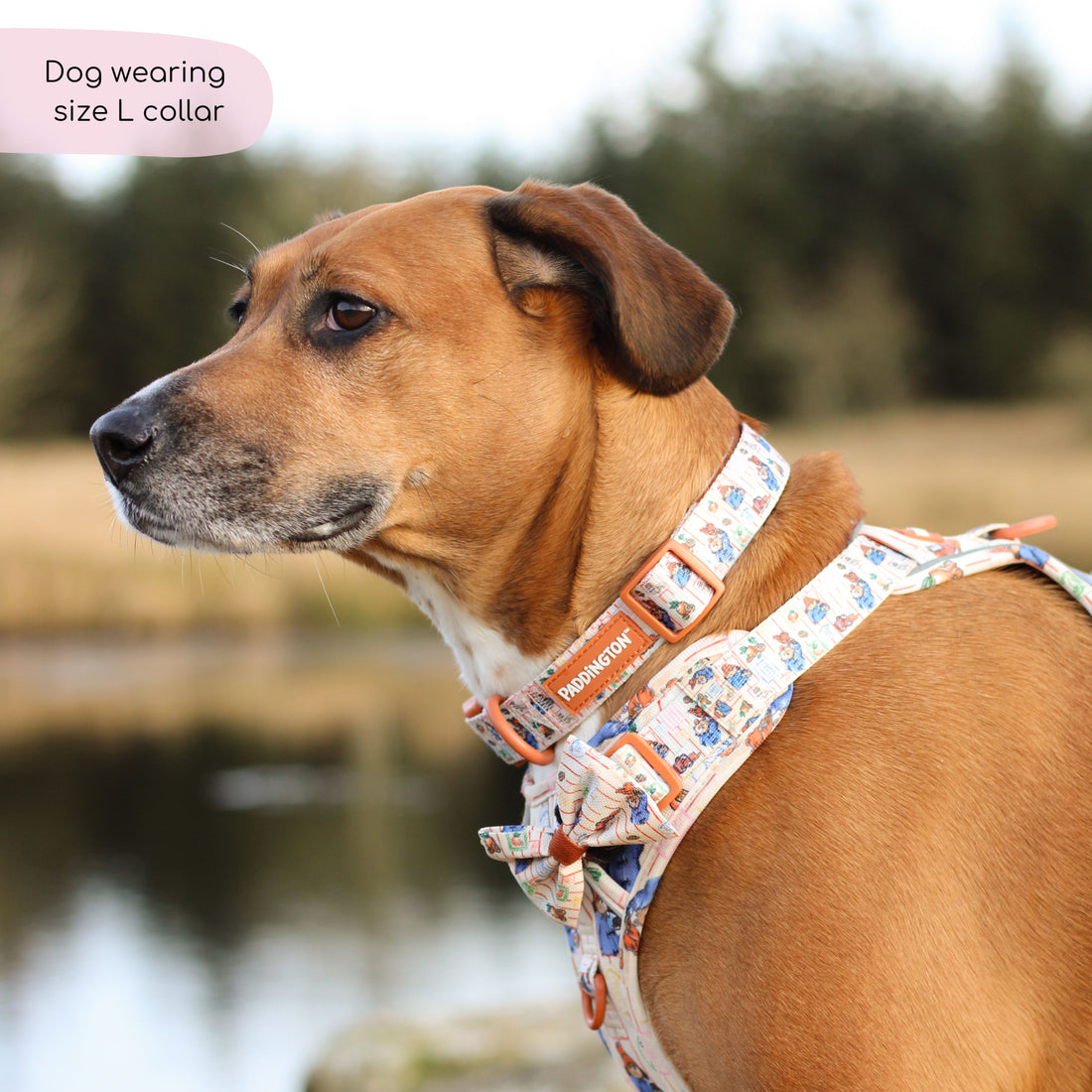Paddington™ Collar - Peckish Paddington