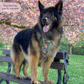 Tough Trails™ Harness -  Patchwork