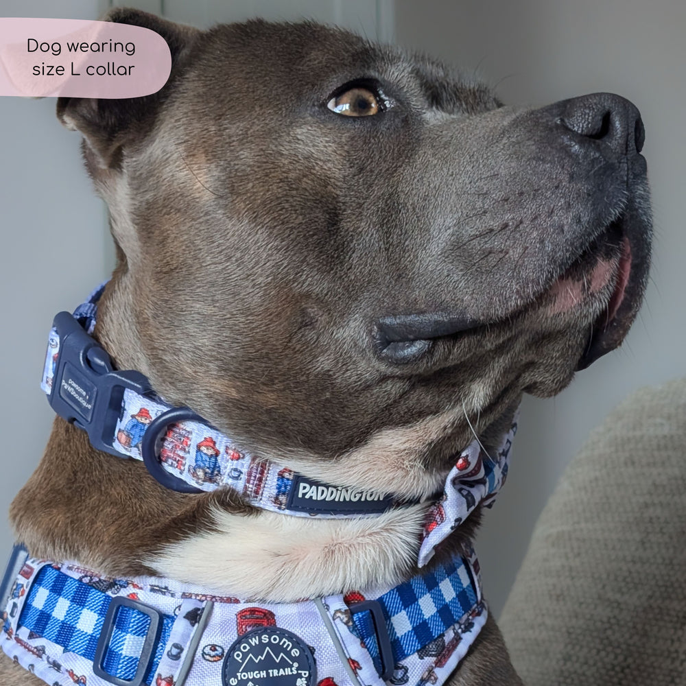Paddington™ Collar - London
