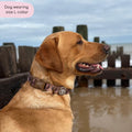 Collar – Walkies Ready® Chocolate Brown