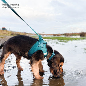 Pawsome Pup Harness - Emerald