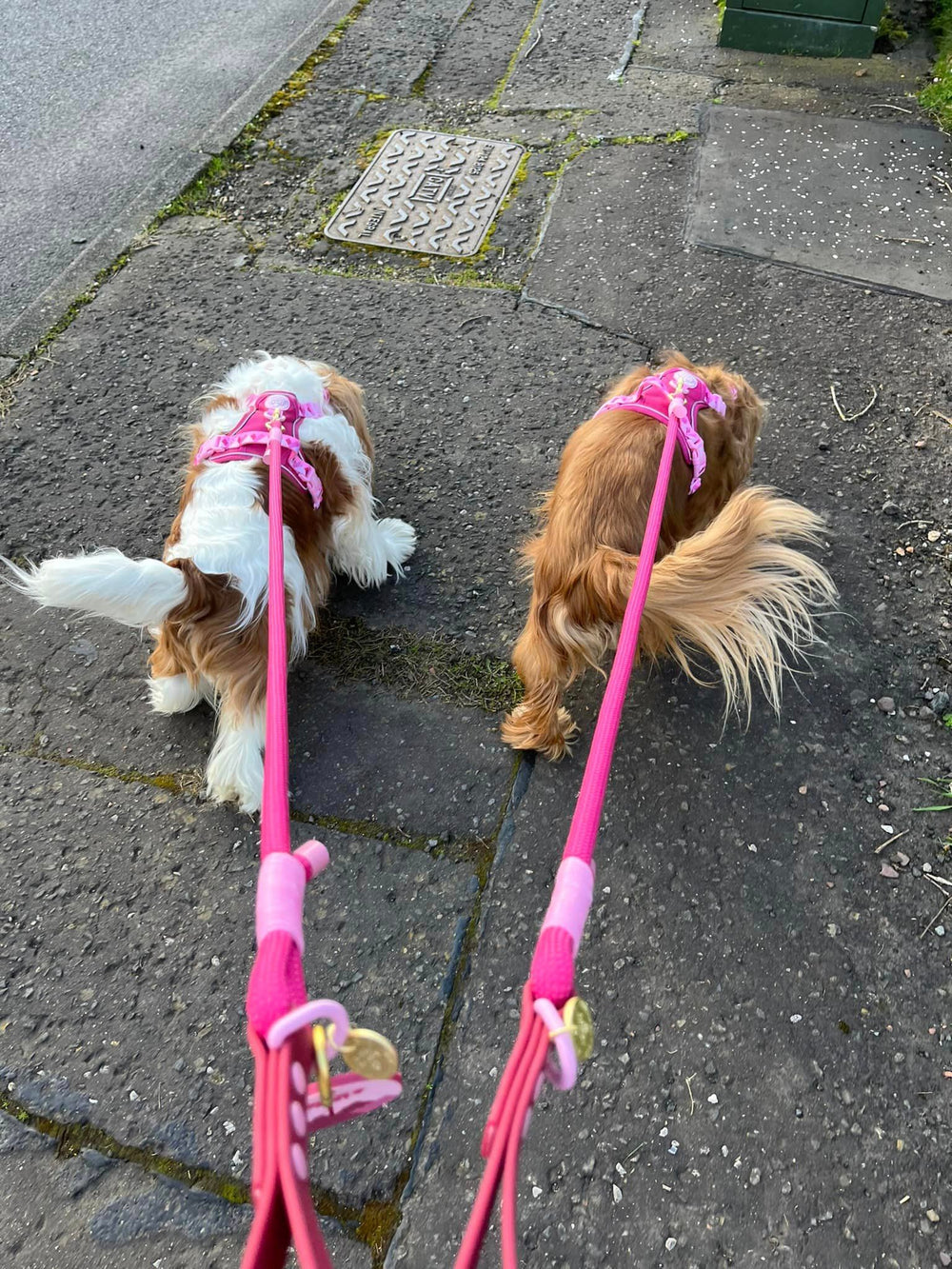 4ft Rope Lead - Walkies Ready® Raspberry Pink