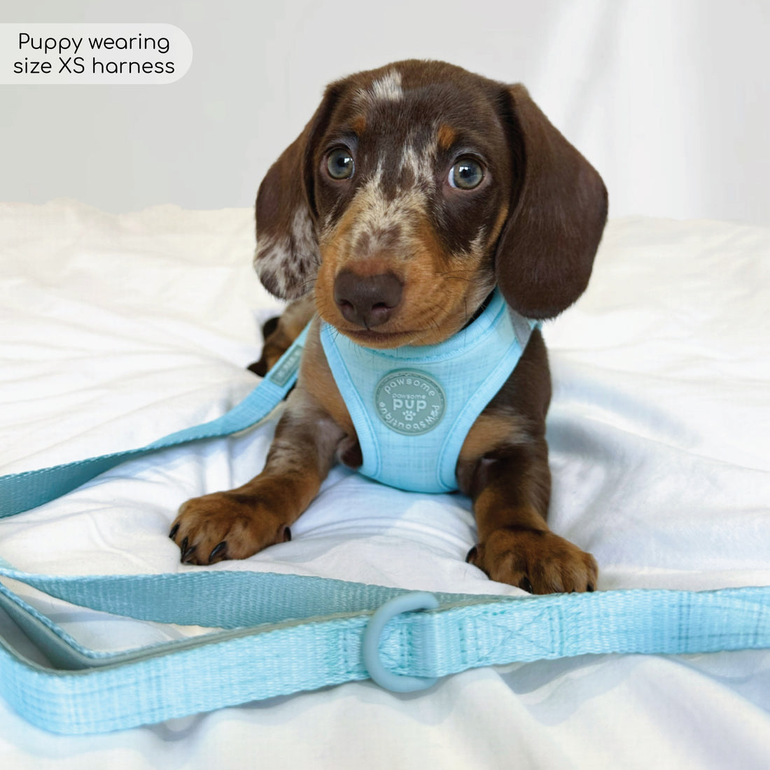 Pawsome Pup Collar and Lead Set - Mint