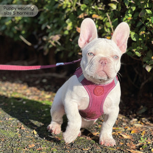 Pawsome Pup Harness - Burgundy