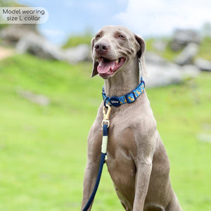 Disney© Collar - Simba