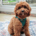 Pawsome Pup Harness - Emerald
