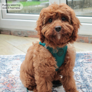 Pawsome Pup Harness - Emerald