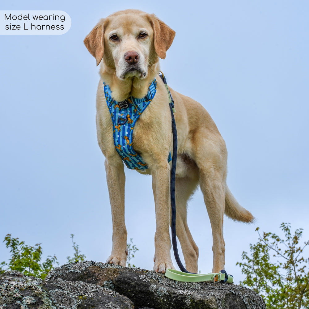 Disney© Tough Trails™ Harness - Simba
