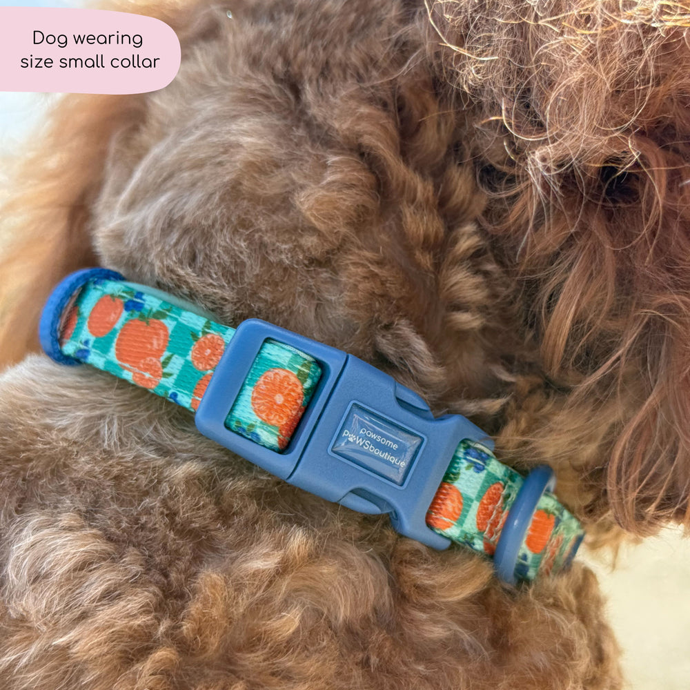 Collar - Fruit Punch