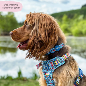 Disney© Collar - Stitch's Fruit Fiesta