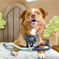 Disney© 4ft Rope Lead - Winnie + Friends - Sage and Blue