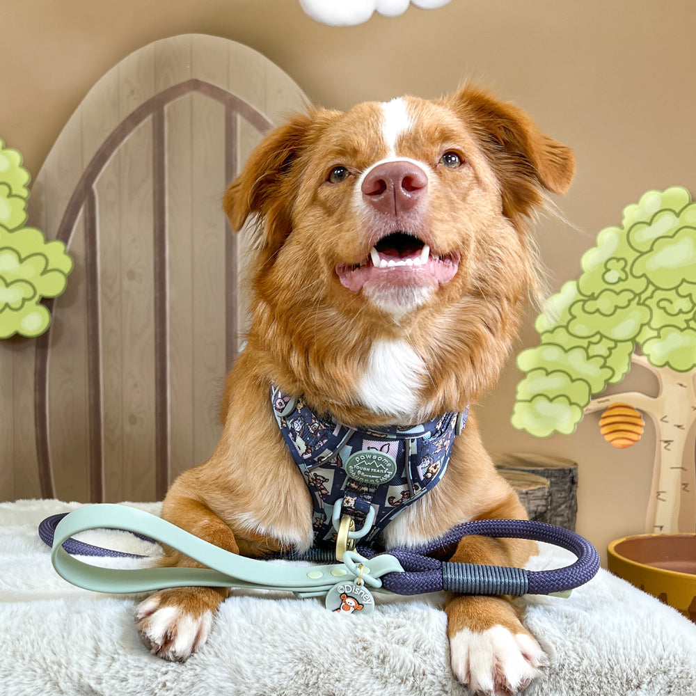 Disney© 4ft Rope Lead - Winnie + Friends - Sage and Blue