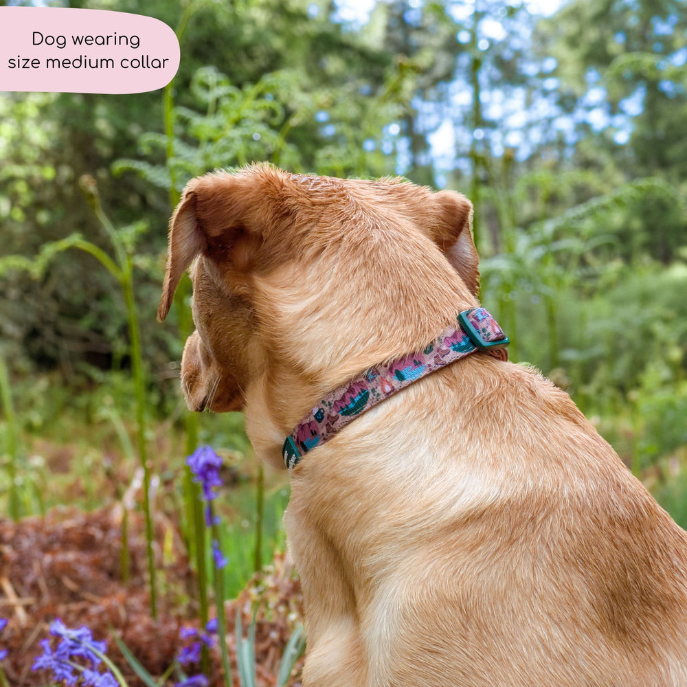 Collar - Adventure Awaits