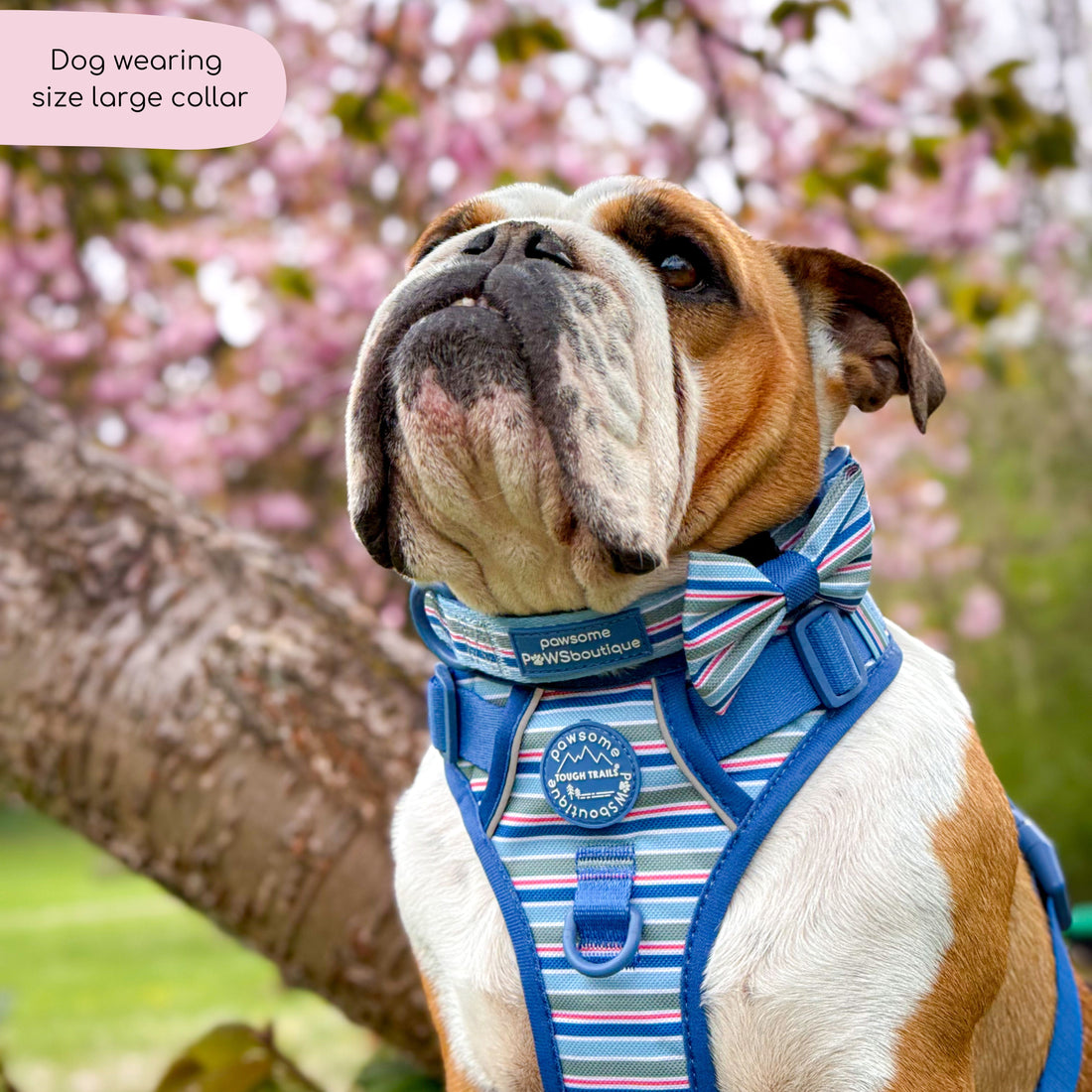 Collar - Sailor Stripes
