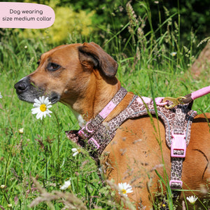 Collar - Leopard Print