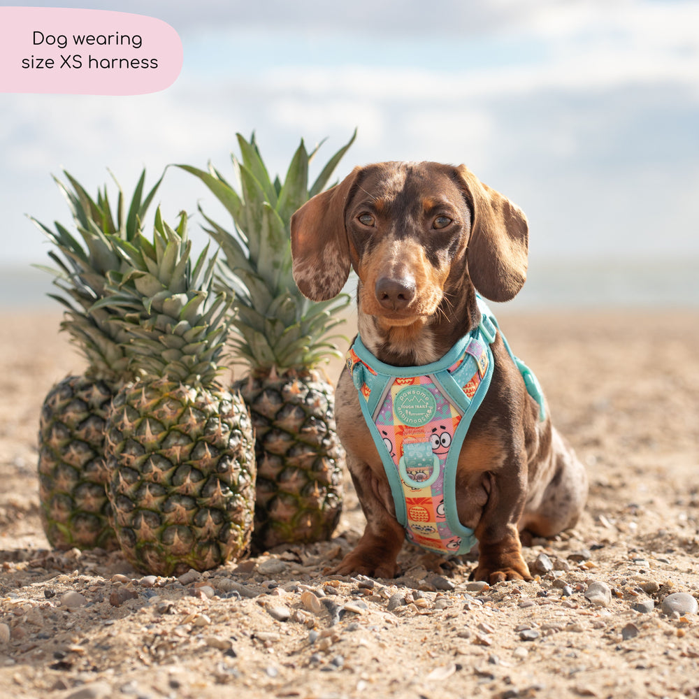 Tough Trails™ Harness - Spongebob