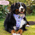 Tough Trails™ Harness - Tiny Diny