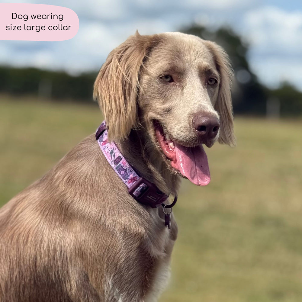 Collar - Roaming Wild