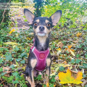 Pawsome Pup Harness - Burgundy