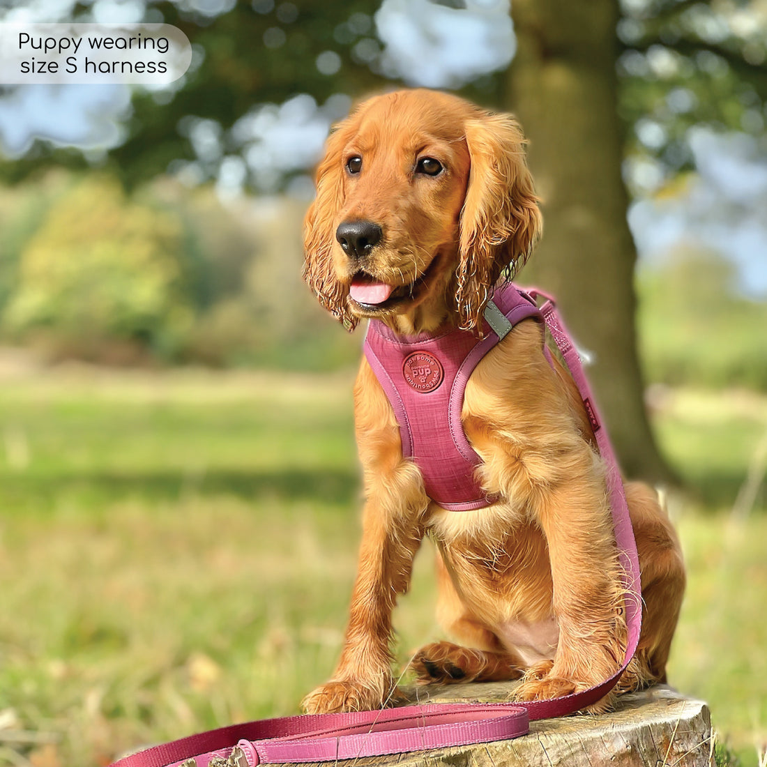 Pawsome Pup Collar and Lead Set - Burgundy