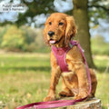Pawsome Pup Collar and Lead Set - Burgundy
