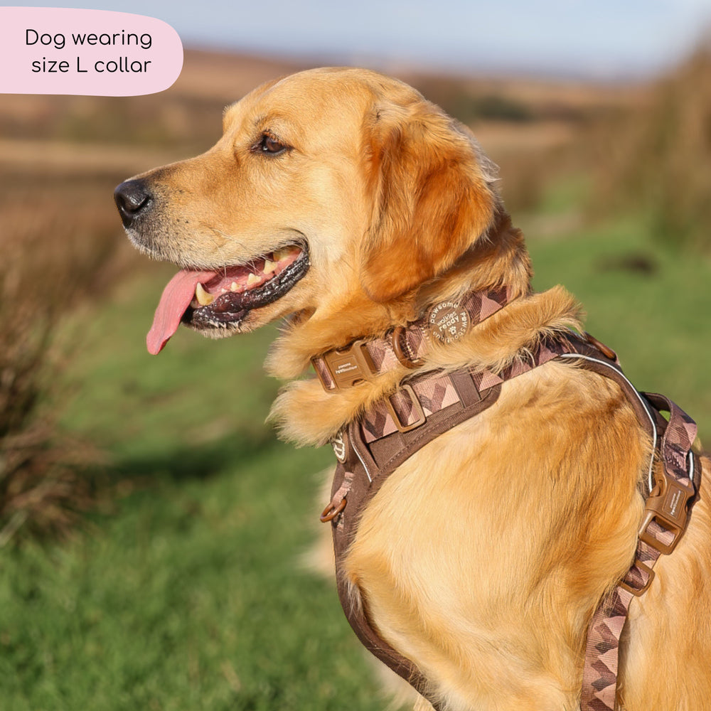 Collar – Walkies Ready® Chocolate Brown