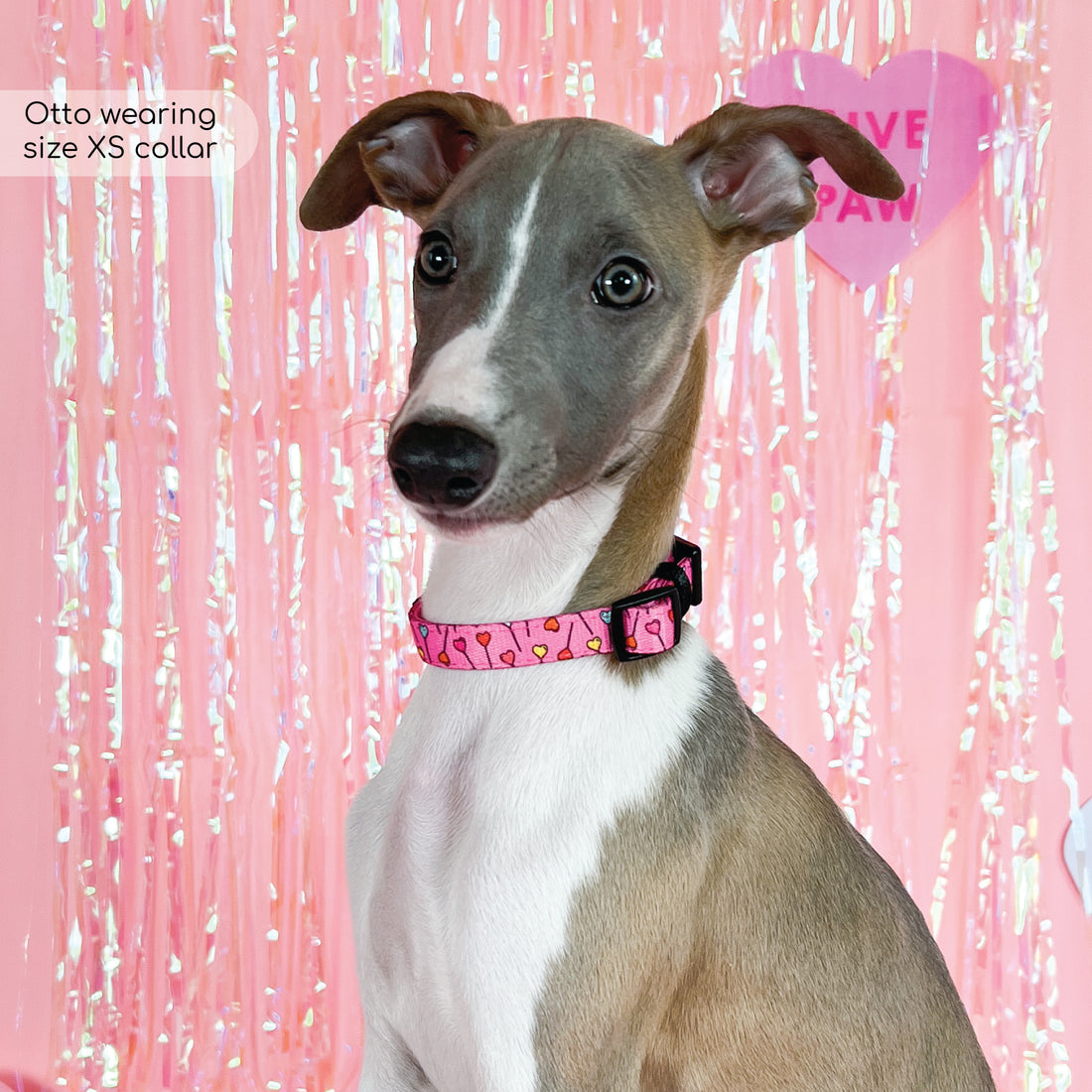 Collar - Candypop