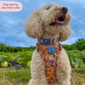 Collar - Celestial Spirit