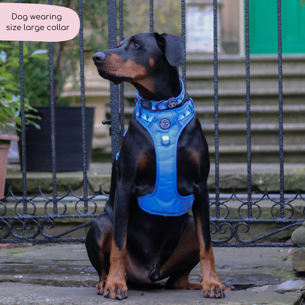Collar - Walkies Ready® Cornflower Blue