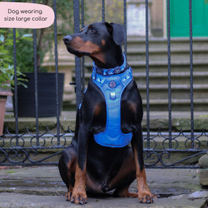 Collar - Walkies Ready® Cornflower Blue