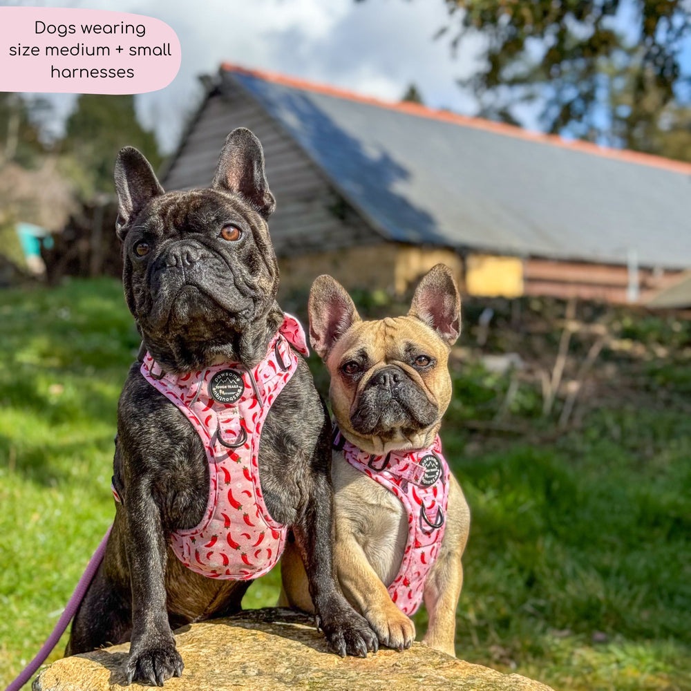 Tough Trails™ Harness - Chilli Dog