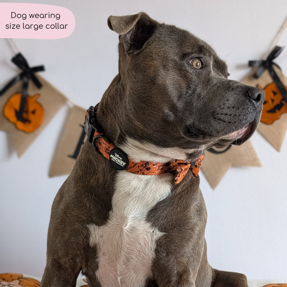 Disney© Collar - Halloween
