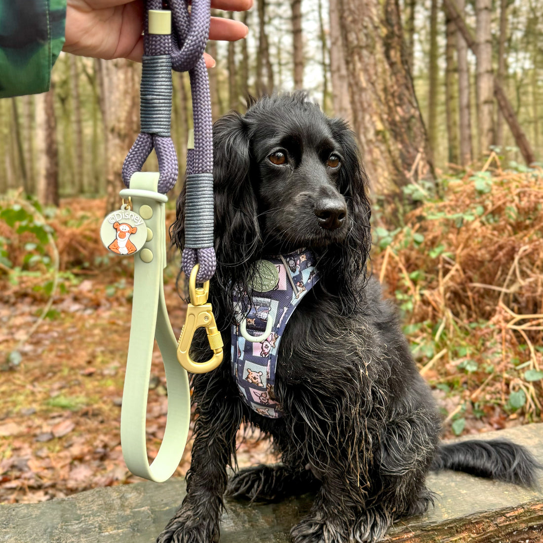 Disney© 4ft Rope Lead - Winnie + Friends - Sage and Blue