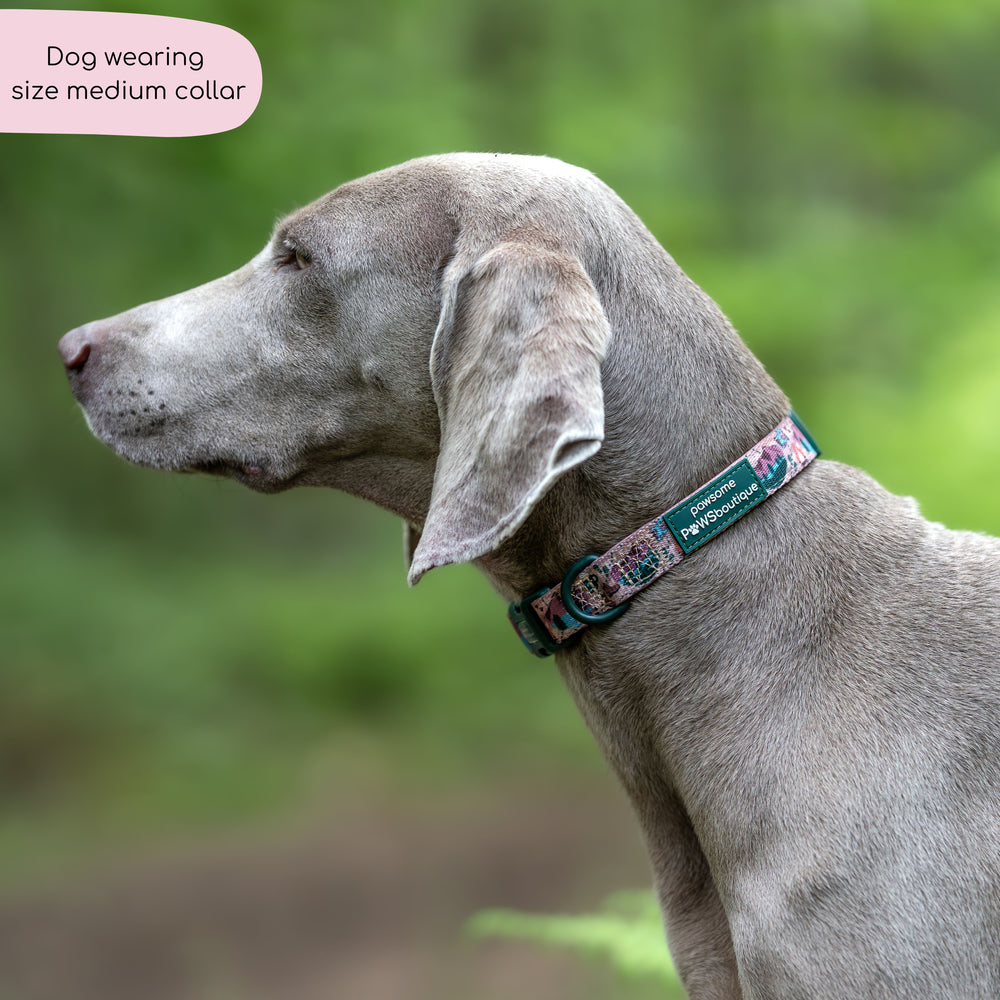 Collar - Adventure Awaits