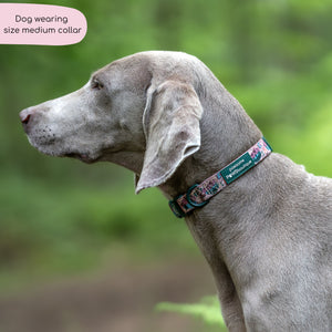 Collar - Adventure Awaits