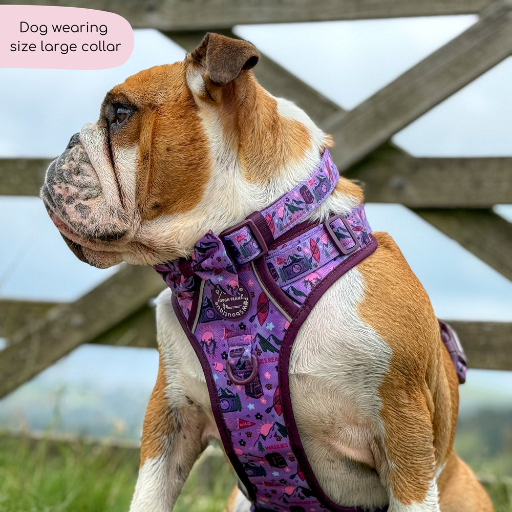 Collar - Roaming Wild