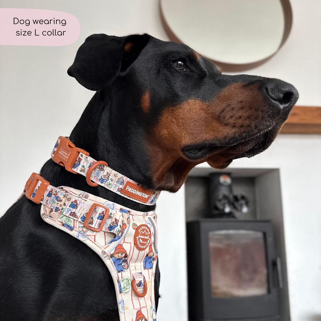 Paddington™ Collar - Peckish Paddington