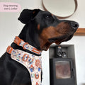 Paddington™ Collar - Peckish Paddington
