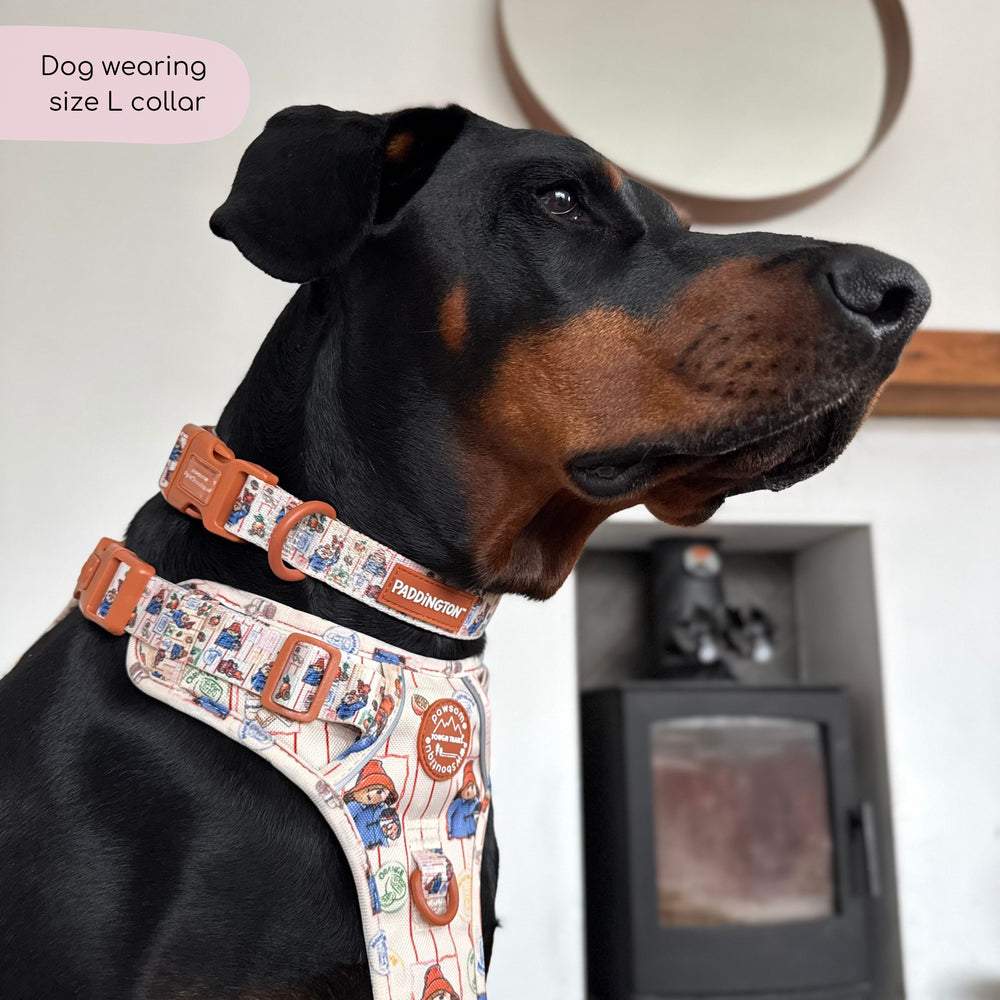 Paddington™ Collar - Peckish Paddington