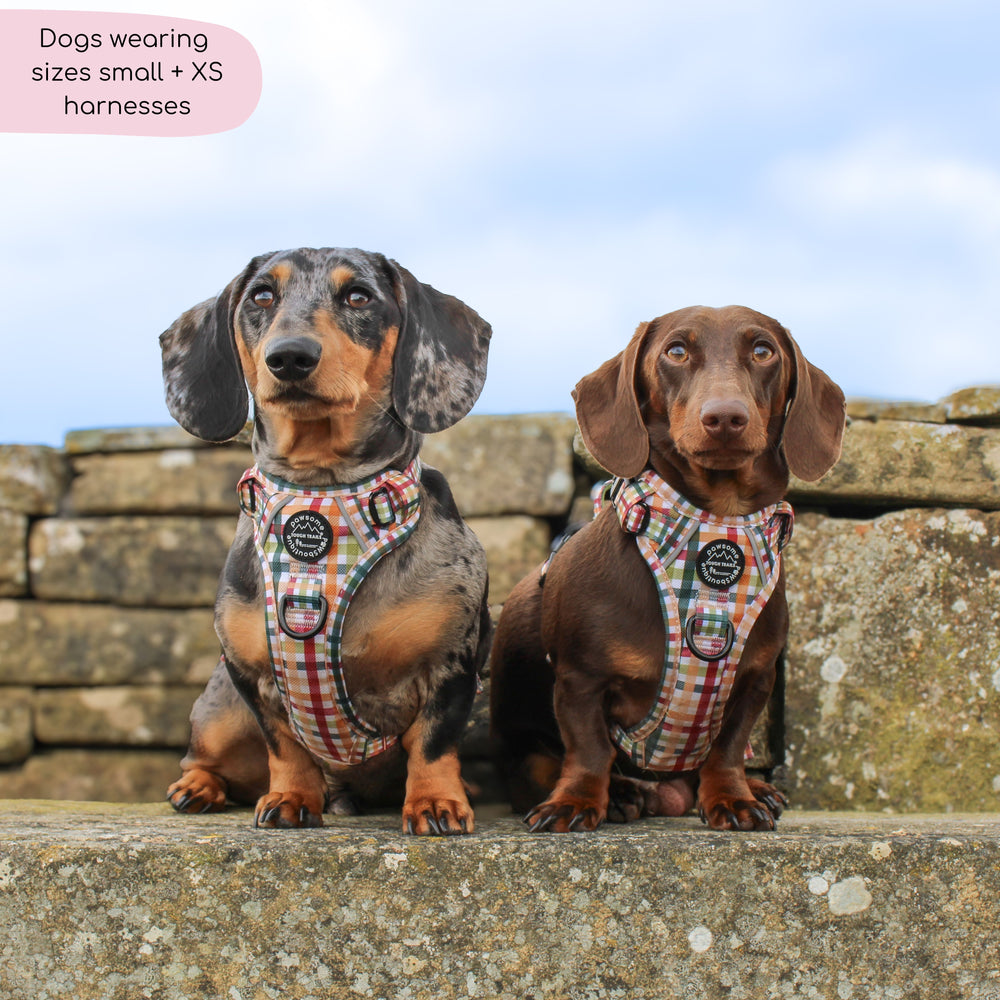 Tough Trails™ Harness - Plaid Pup